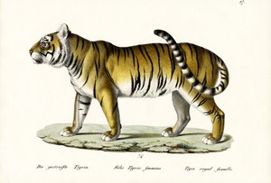 ロイヤルタイガー、1824